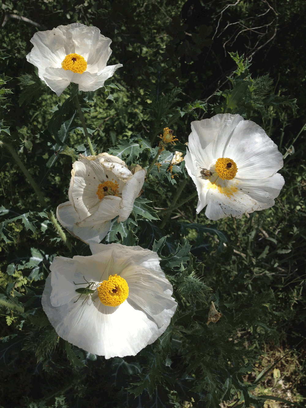 prickly poppies
