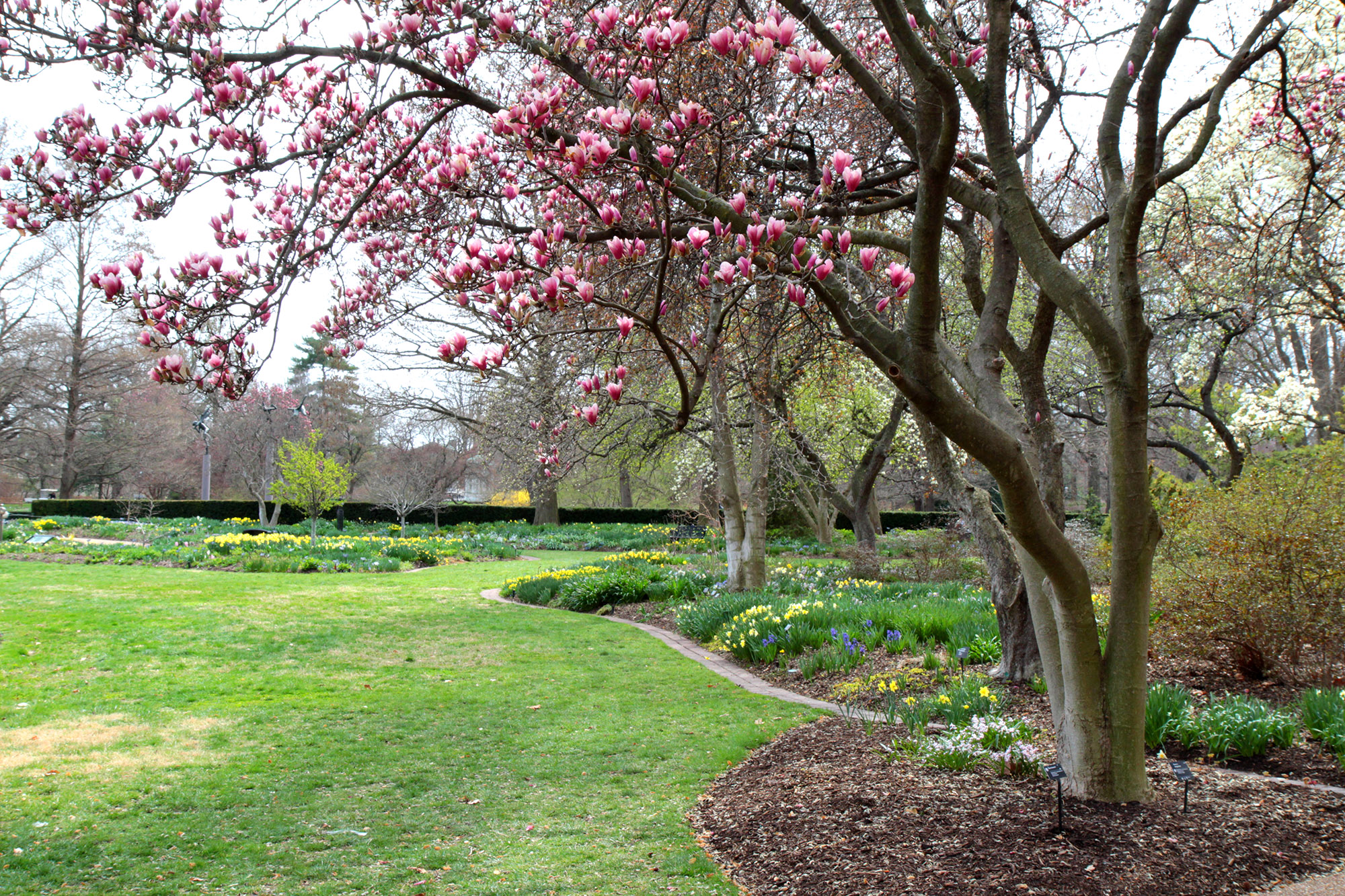 view of garden with magnolia trees and bulbs in bloom